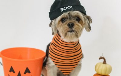 21 Pictures Of Dogs In Halloween Costumes That Are Wayyy Too Cute To Be Even A Little Scary!