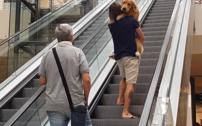 Dog is scared of the escalators