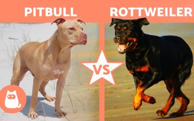 Rottweilers and pit bulls are both strong breeds with different characteristics check how